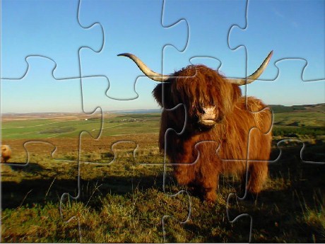 Highland Cow Jigsaw