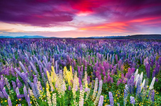 Sunset In Flower Field Jigsaw Puzzle