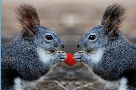 Squirrels Jigsaw