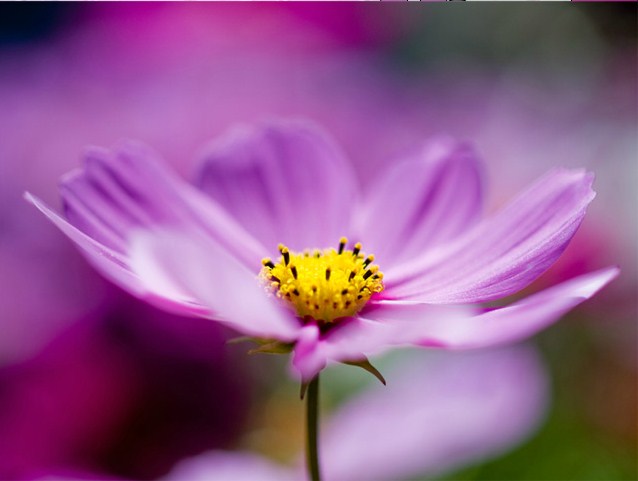 Pink Flower Jigsaw