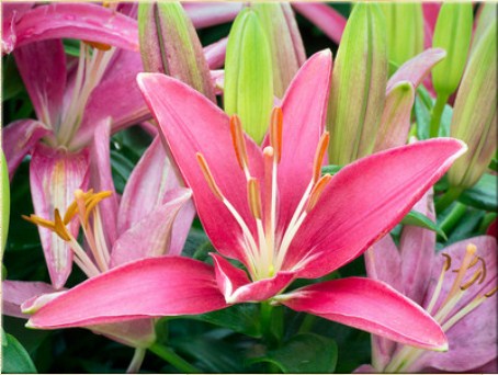 Pink Lily Jigsaw Puzzle