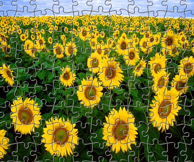 Sunflowers Jigsaw 2