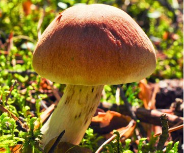 Beautiful Mushroom