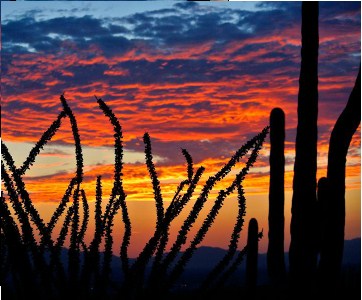 Cactus Sunrise