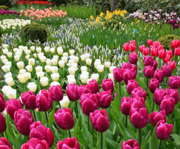 Tulip Garden