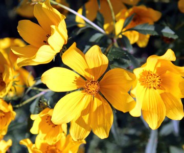 Yellow Wildflowers