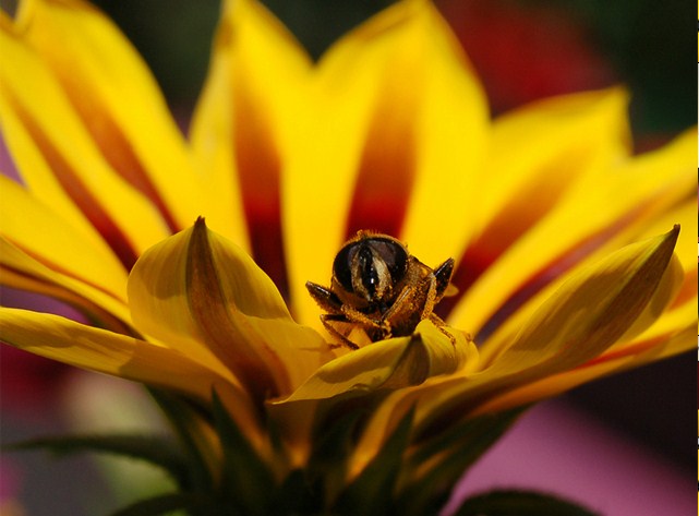 Bee on a Gazania Jigsaw