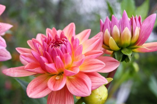 Pink Dahlia Aster Jigsaw Puzzle