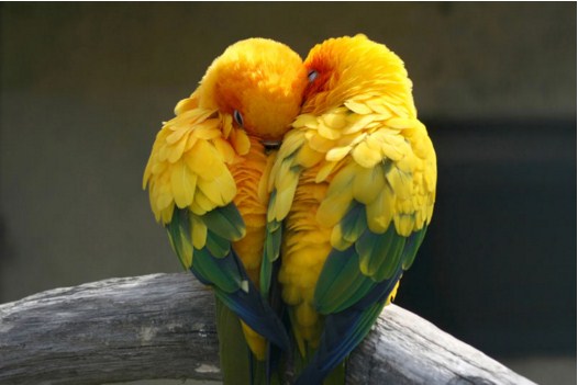 Lovebirds Pair Jigsaw Puzzle