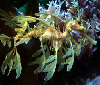 Leafy Sea Dragon Jigsaw