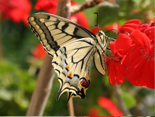 Brown Butterfly