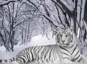 Snow Tiger