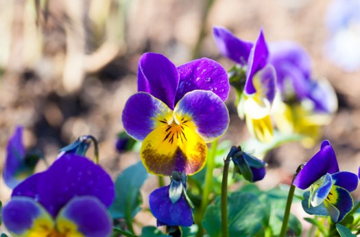 Garden Pansy Jigsaw Puzzle