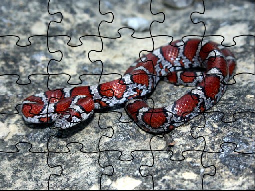 Red Milk Snake Jigsaw