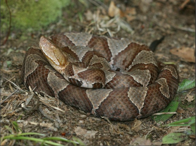 Copperhead Jigsaw Puzzle