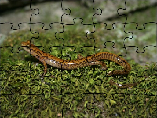 Long tail Salamander Jigsaw Puzzle