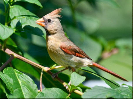 Northern Cardinal Jigsaw Puzzle