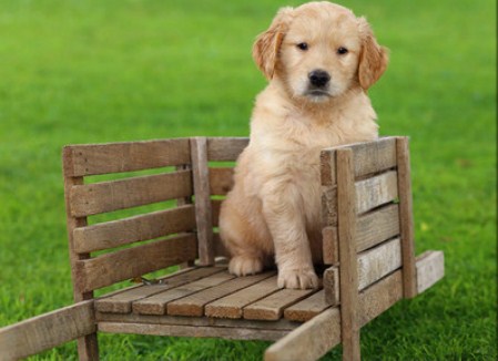 Wheelbarrow Puppy Jigsaw Puzzle