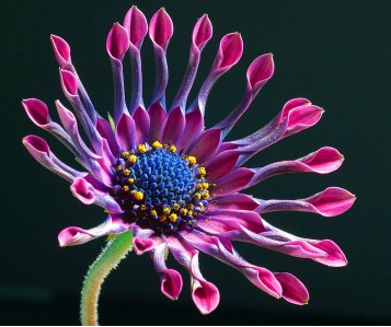 African Daisy