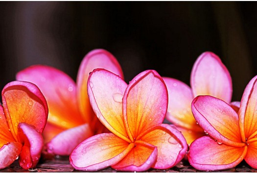 Plumeria Jigsaw Puzzle