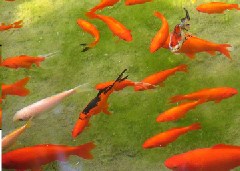 Orange Fish Jigsaw