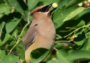 Cedar Waxwing Jigsaw Puzzle