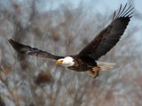 Bald Eagle Jigsaw Puzzle