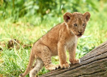 Lion Cub Jigsaw Puzzle