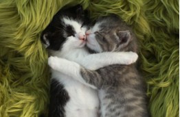 Kittens Cuddling Jigsaw Puzzle