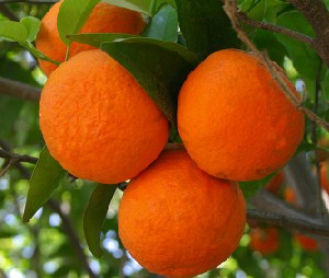 Oranges