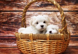 Maltese Puppies in a Basket Jigsaw Puzzle