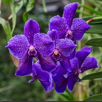 Orchid purple