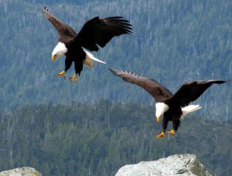 Bald Eagles