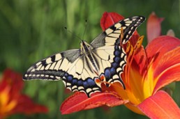 Papilio Machaon Butterfly Jigsaw Puzzle