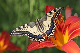 Papilio Machaon Butterfly Jigsaw Puzzle