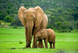 Elephant Mom And Baby Jigsaw Puzzle