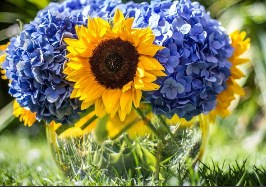 Sunflowers and Hydrangeas