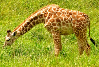 Hungry Giraffe Jigsaw Puzzle