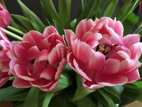 Tulips in the Springtime