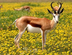 Antelope in yellow flowers