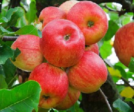 Red Apples