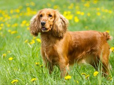 Cocker Spaniel Jigsaw Puzzle