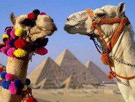 Camels jigsaw