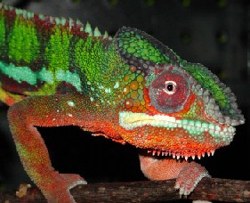 Chameleon Jigsaw