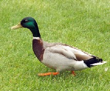 Mallard Duck Jigsaw