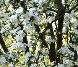 Apple Tree Flowers