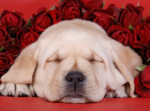 Valentine Puppy Jigsaw