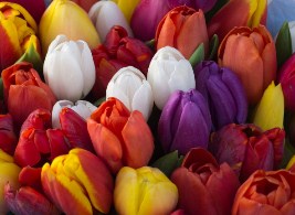 Tulips Flowers 3