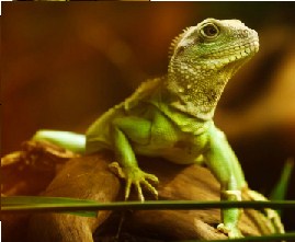 Green lizard