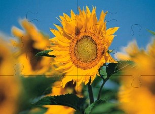 Sunflower Jigsaw Puzzle